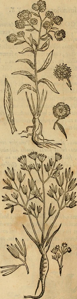 An illustration from Rerum medicarum Novae Hispaniae thesaurus, seu, Plantarum animalium mineralium Mexicanorum historia, 1651, leaf 277