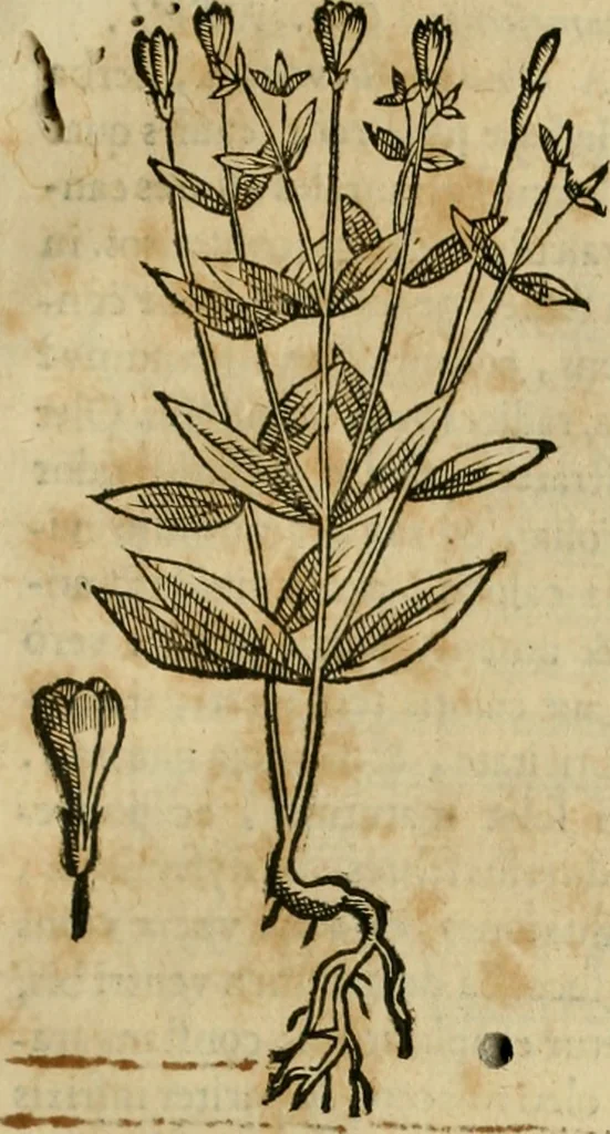 An illustration from Rerum medicarum Novae Hispaniae thesaurus, seu, Plantarum animalium mineralium Mexicanorum historia, 1651, leaf 278