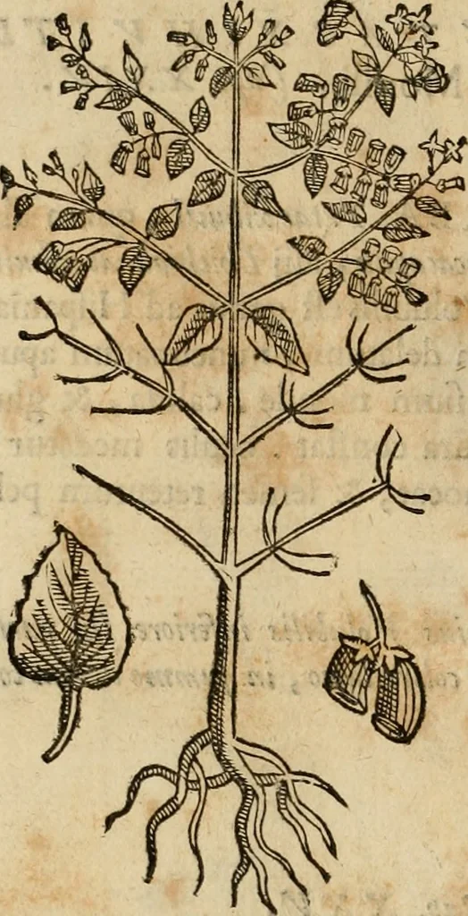 An illustration from Rerum medicarum Novae Hispaniae thesaurus, seu, Plantarum animalium mineralium Mexicanorum historia, 1651, leaf 279