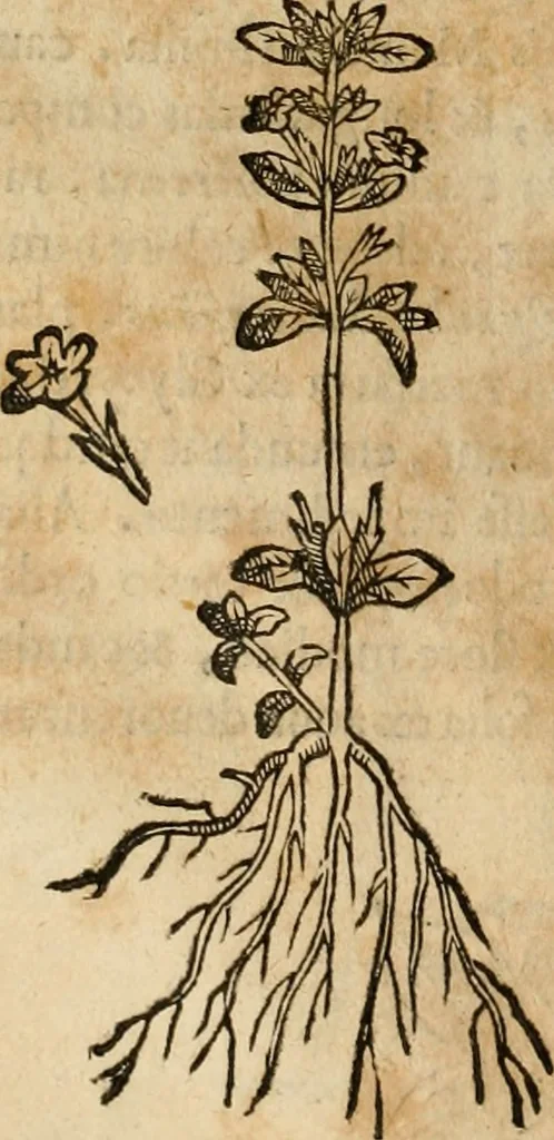 An illustration from Rerum medicarum Novae Hispaniae thesaurus, seu, Plantarum animalium mineralium Mexicanorum historia, 1651, leaf 279