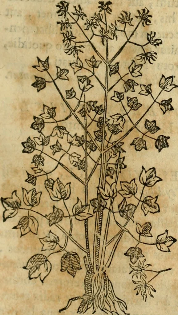 An illustration from Rerum medicarum Novae Hispaniae thesaurus, seu, Plantarum animalium mineralium Mexicanorum historia, 1651, leaf 280