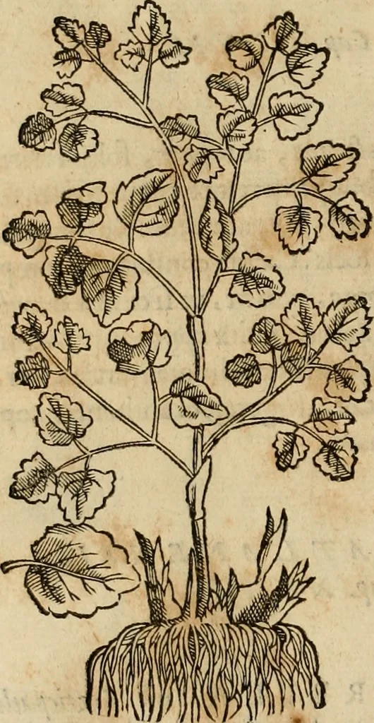 An illustration from Rerum medicarum Novae Hispaniae thesaurus, seu, Plantarum animalium mineralium Mexicanorum historia, 1651, leaf 281