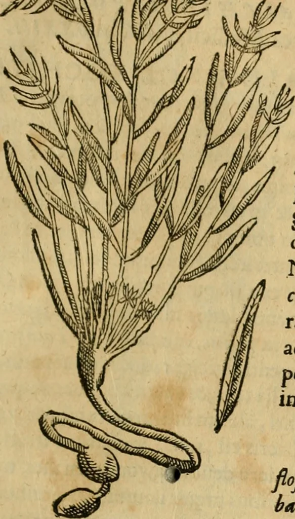An illustration from Rerum medicarum Novae Hispaniae thesaurus, seu, Plantarum animalium mineralium Mexicanorum historia, 1651, leaf 282