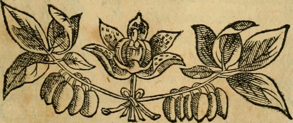 An illustration from Rerum medicarum Novae Hispaniae thesaurus, seu, Plantarum animalium mineralium Mexicanorum historia, 1651, leaf 282