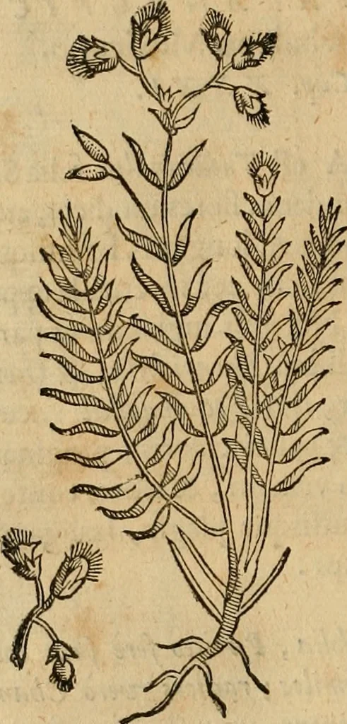 An illustration from Rerum medicarum Novae Hispaniae thesaurus, seu, Plantarum animalium mineralium Mexicanorum historia, 1651, leaf 283