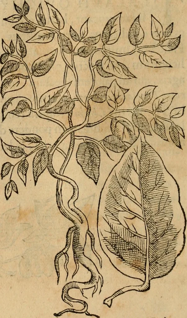 An illustration from Rerum medicarum Novae Hispaniae thesaurus, seu, Plantarum animalium mineralium Mexicanorum historia, 1651, leaf 283