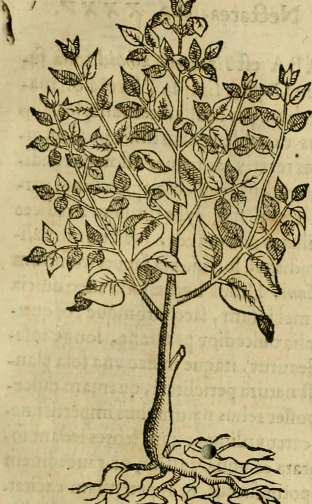 An illustration from Rerum medicarum Novae Hispaniae thesaurus, seu, Plantarum animalium mineralium Mexicanorum historia, 1651, leaf 284