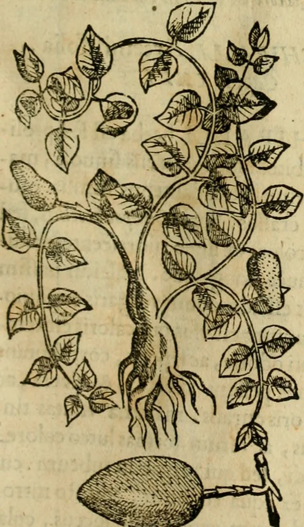 An illustration from Rerum medicarum Novae Hispaniae thesaurus, seu, Plantarum animalium mineralium Mexicanorum historia, 1651, leaf 284