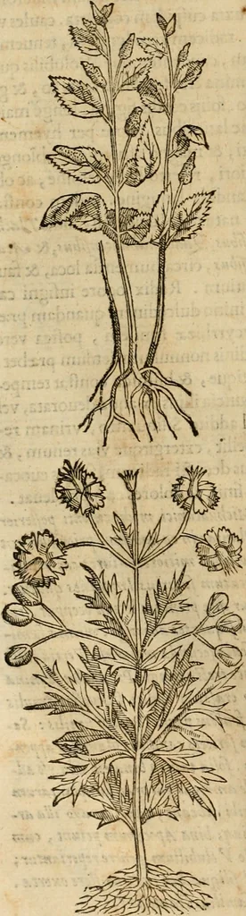 An illustration from Rerum medicarum Novae Hispaniae thesaurus, seu, Plantarum animalium mineralium Mexicanorum historia, 1651, leaf 285