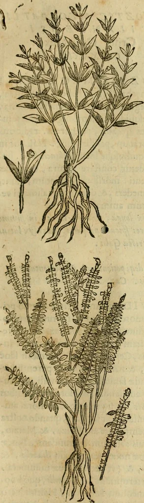 An illustration from Rerum medicarum Novae Hispaniae thesaurus, seu, Plantarum animalium mineralium Mexicanorum historia, 1651, leaf 286