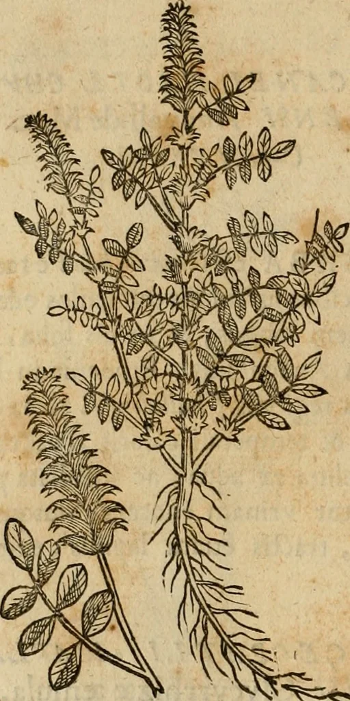 An illustration from Rerum medicarum Novae Hispaniae thesaurus, seu, Plantarum animalium mineralium Mexicanorum historia, 1651, leaf 287
