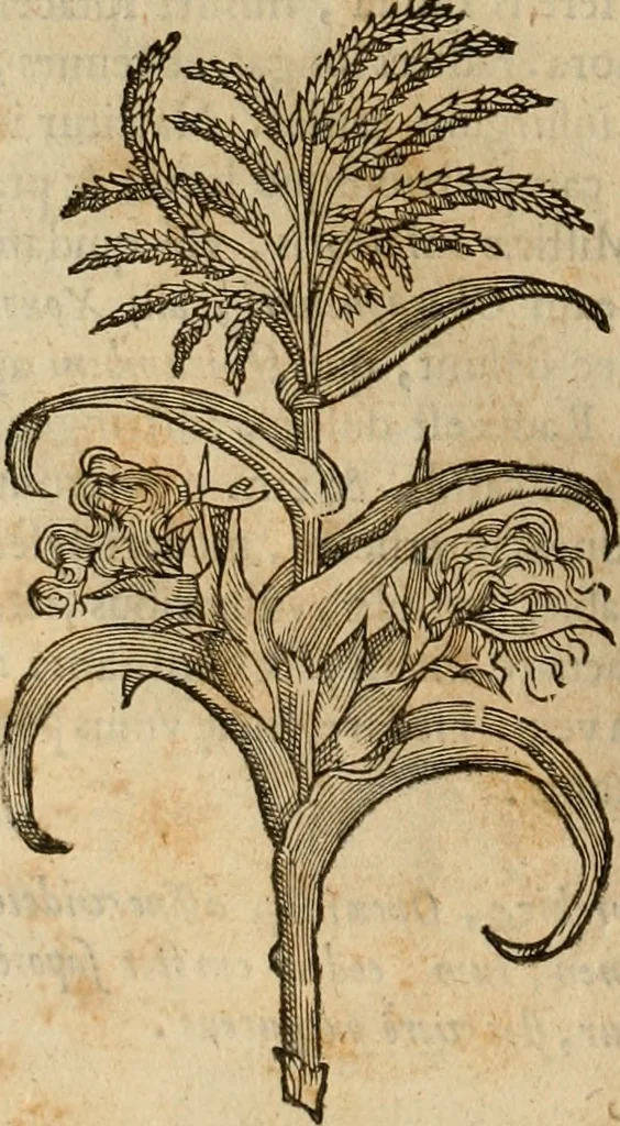 An illustration from Rerum medicarum Novae Hispaniae thesaurus, seu, Plantarum animalium mineralium Mexicanorum historia, 1651, leaf 287