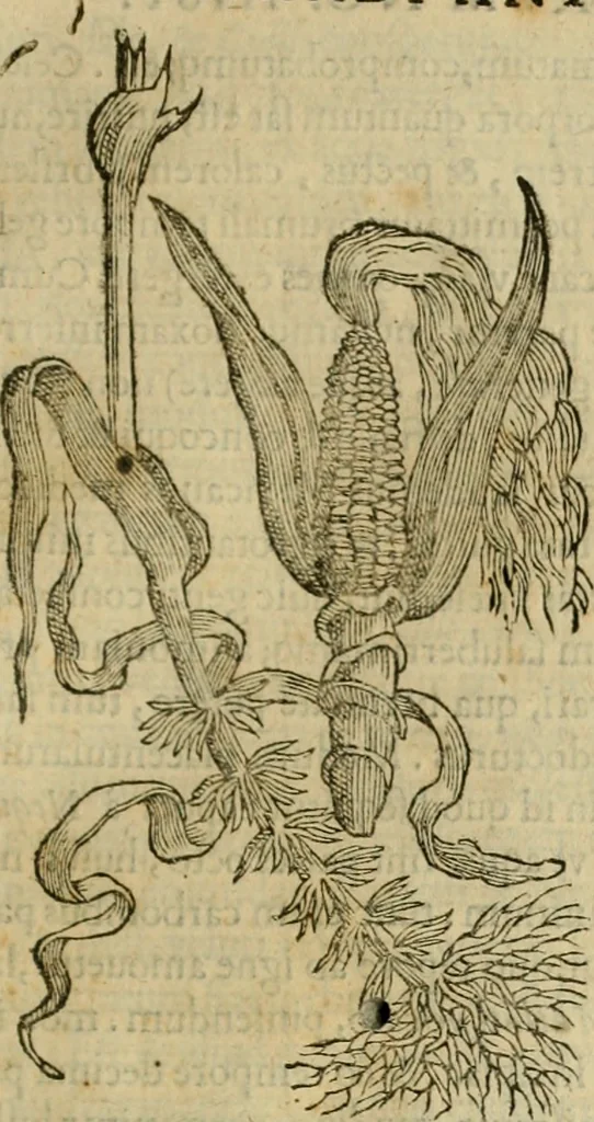 An illustration from Rerum medicarum Novae Hispaniae thesaurus, seu, Plantarum animalium mineralium Mexicanorum historia, 1651, leaf 288