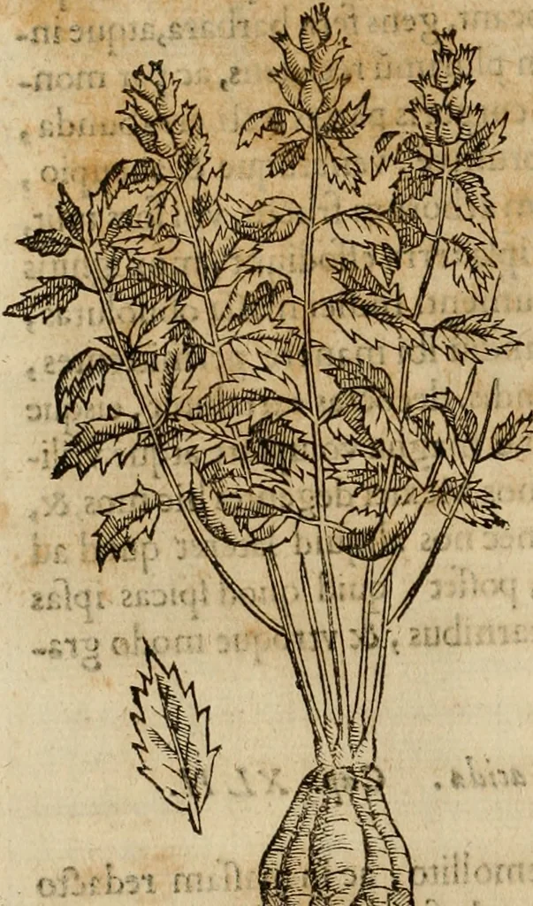 An illustration from Rerum medicarum Novae Hispaniae thesaurus, seu, Plantarum animalium mineralium Mexicanorum historia, 1651, leaf 293