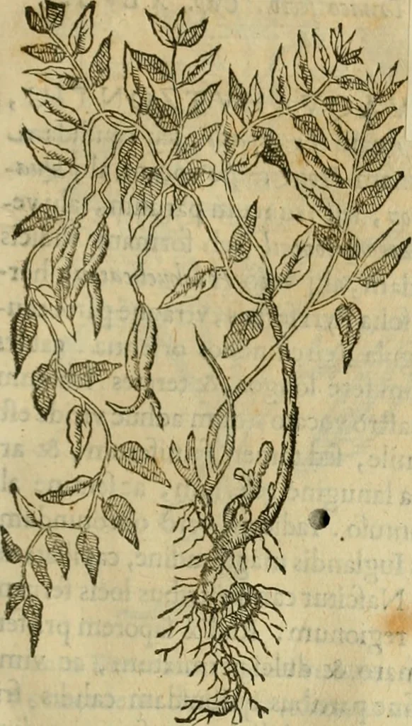 An illustration from Rerum medicarum Novae Hispaniae thesaurus, seu, Plantarum animalium mineralium Mexicanorum historia, 1651, leaf 294
