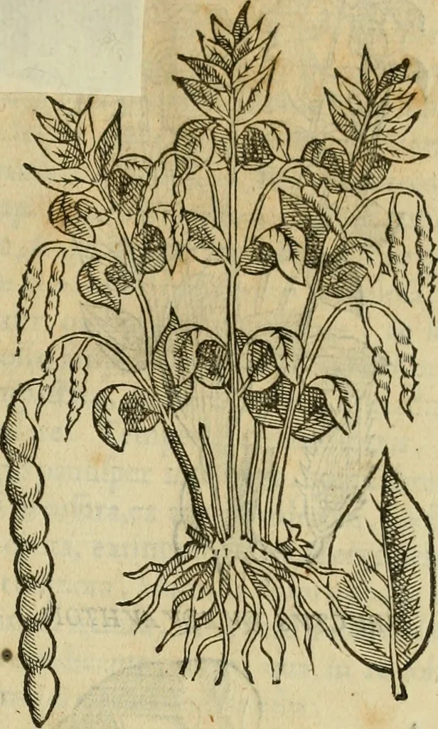 An illustration from Rerum medicarum Novae Hispaniae thesaurus, seu, Plantarum animalium mineralium Mexicanorum historia, 1651, leaf 294