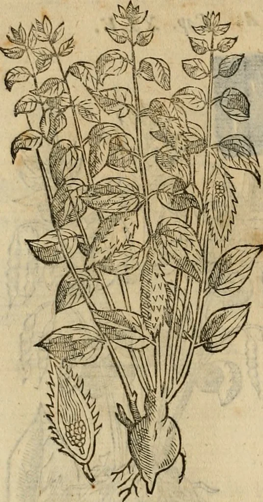 An illustration from Rerum medicarum Novae Hispaniae thesaurus, seu, Plantarum animalium mineralium Mexicanorum historia, 1651, leaf 295