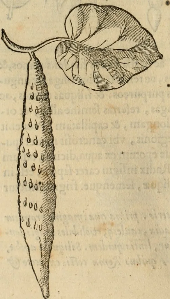 An illustration from Rerum medicarum Novae Hispaniae thesaurus, seu, Plantarum animalium mineralium Mexicanorum historia, 1651, leaf 295
