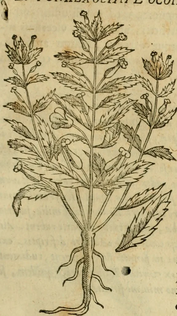 An illustration from Rerum medicarum Novae Hispaniae thesaurus, seu, Plantarum animalium mineralium Mexicanorum historia, 1651, leaf 296
