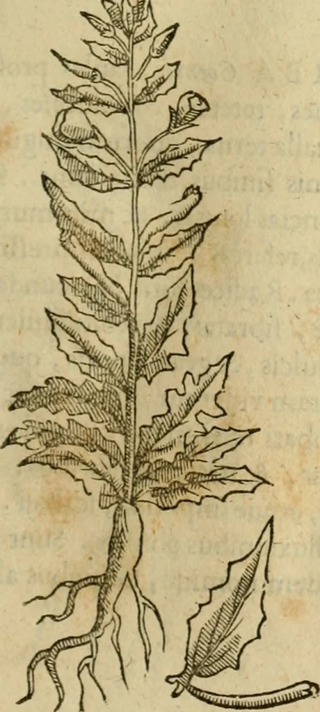 An illustration from Rerum medicarum Novae Hispaniae thesaurus, seu, Plantarum animalium mineralium Mexicanorum historia, 1651, leaf 296