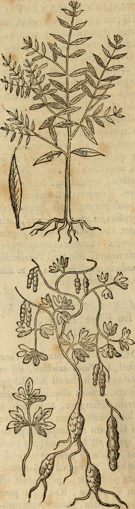 An illustration from Rerum medicarum Novae Hispaniae thesaurus, seu, Plantarum animalium mineralium Mexicanorum historia, 1651, leaf 297