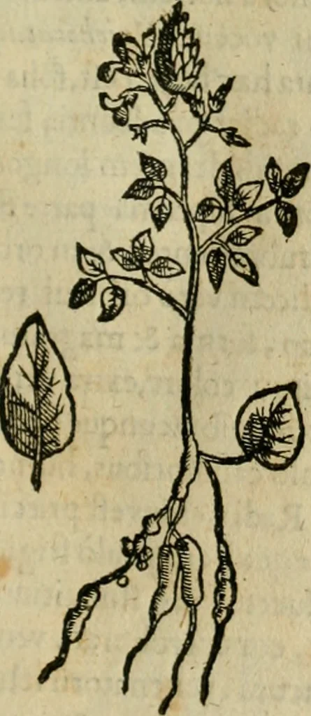 An illustration from Rerum medicarum Novae Hispaniae thesaurus, seu, Plantarum animalium mineralium Mexicanorum historia, 1651, leaf 298