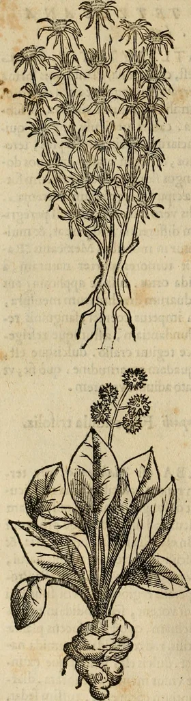 An illustration from Rerum medicarum Novae Hispaniae thesaurus, seu, Plantarum animalium mineralium Mexicanorum historia, 1651, leaf 299