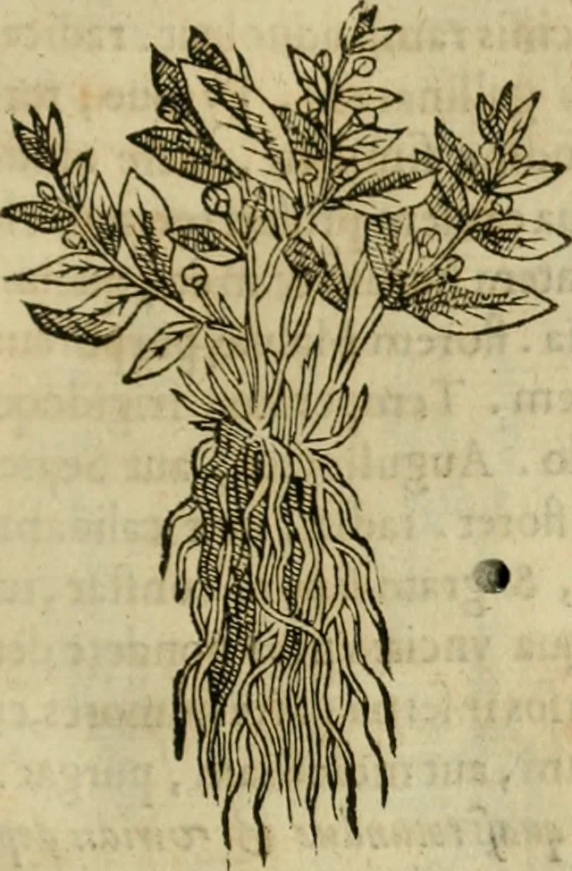 An illustration from Rerum medicarum Novae Hispaniae thesaurus, seu, Plantarum animalium mineralium Mexicanorum historia, 1651, leaf 300