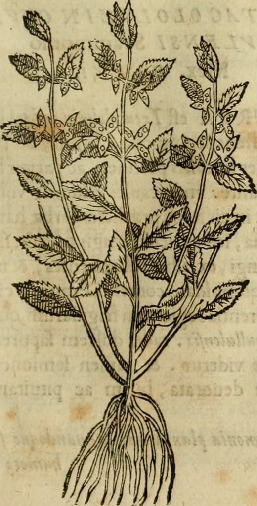 An illustration from Rerum medicarum Novae Hispaniae thesaurus, seu, Plantarum animalium mineralium Mexicanorum historia, 1651, leaf 300
