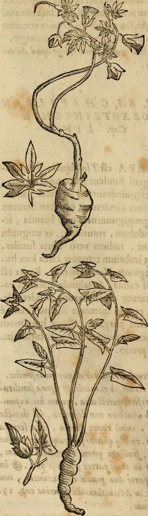 An illustration from Rerum medicarum Novae Hispaniae thesaurus, seu, Plantarum animalium mineralium Mexicanorum historia, 1651, leaf 301