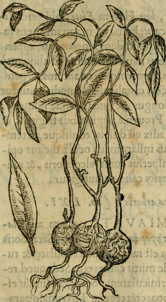 An illustration from Rerum medicarum Novae Hispaniae thesaurus, seu, Plantarum animalium mineralium Mexicanorum historia, 1651, leaf 302