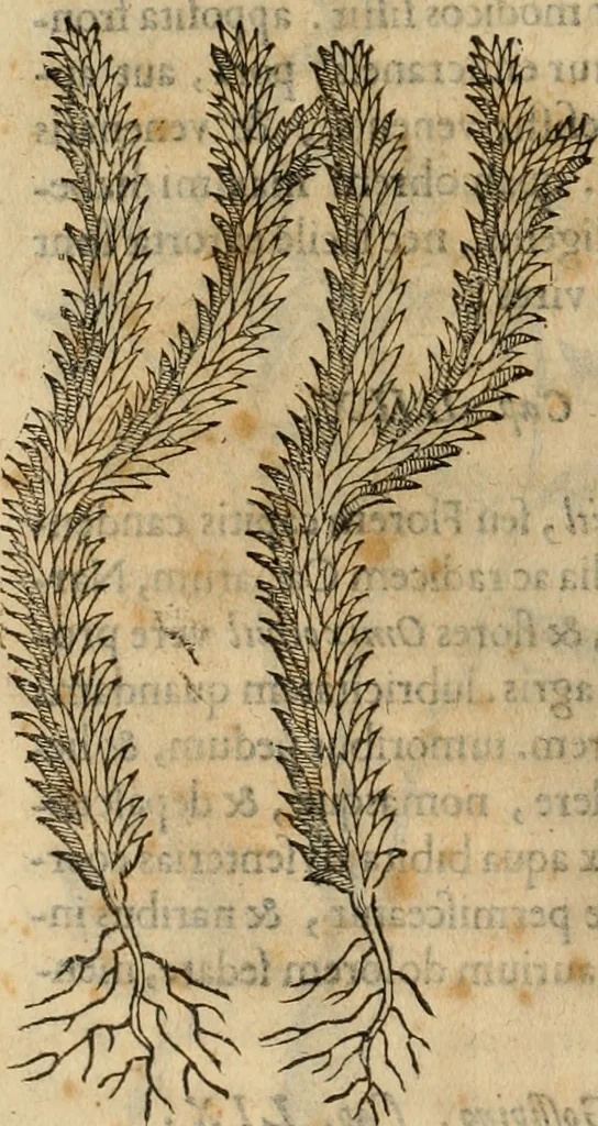 An illustration from Rerum medicarum Novae Hispaniae thesaurus, seu, Plantarum animalium mineralium Mexicanorum historia, 1651, leaf 303