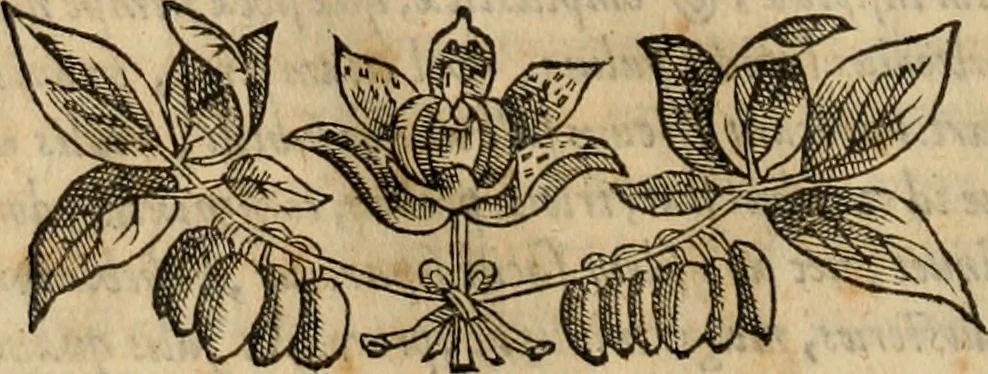 An illustration from Rerum medicarum Novae Hispaniae thesaurus, seu, Plantarum animalium mineralium Mexicanorum historia, 1651, leaf 305