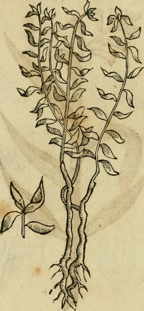 An illustration from Rerum medicarum Novae Hispaniae thesaurus, seu, Plantarum animalium mineralium Mexicanorum historia, 1651, leaf 306