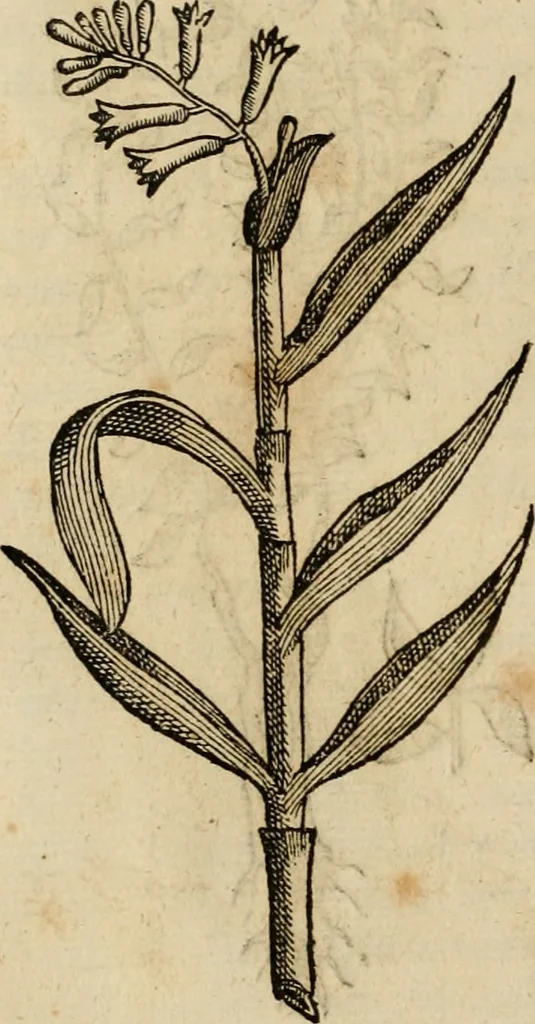 An illustration from Rerum medicarum Novae Hispaniae thesaurus, seu, Plantarum animalium mineralium Mexicanorum historia, 1651, leaf 307