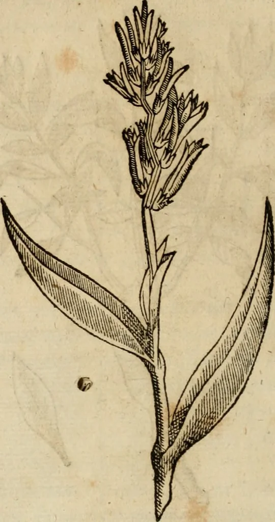 An illustration from Rerum medicarum Novae Hispaniae thesaurus, seu, Plantarum animalium mineralium Mexicanorum historia, 1651, leaf 307