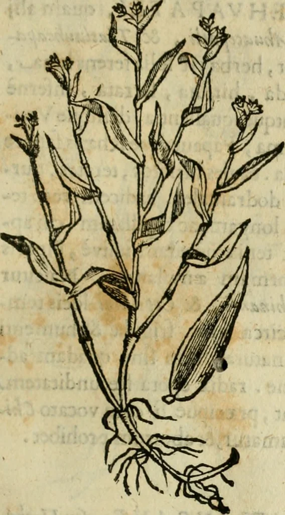 An illustration from Rerum medicarum Novae Hispaniae thesaurus, seu, Plantarum animalium mineralium Mexicanorum historia, 1651, leaf 308