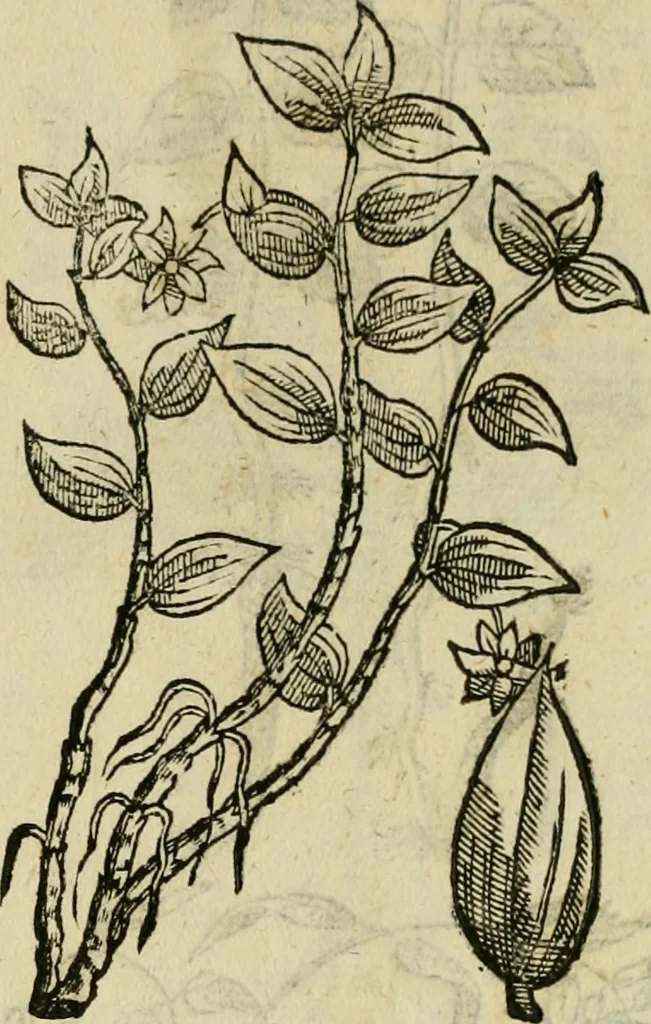 An illustration from Rerum medicarum Novae Hispaniae thesaurus, seu, Plantarum animalium mineralium Mexicanorum historia, 1651, leaf 308