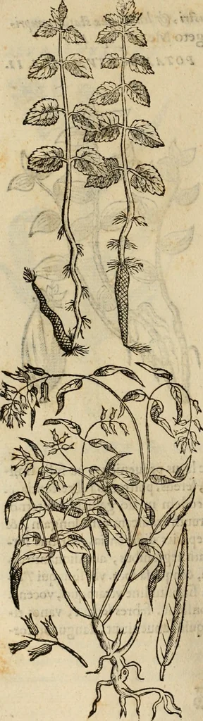 An illustration from Rerum medicarum Novae Hispaniae thesaurus, seu, Plantarum animalium mineralium Mexicanorum historia, 1651, leaf 309