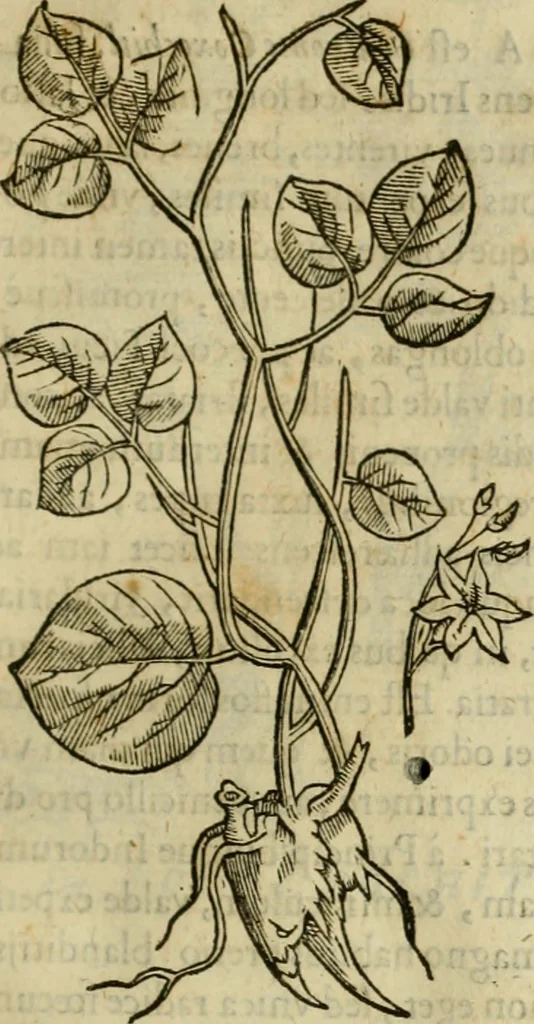 An illustration from Rerum medicarum Novae Hispaniae thesaurus, seu, Plantarum animalium mineralium Mexicanorum historia, 1651, leaf 310