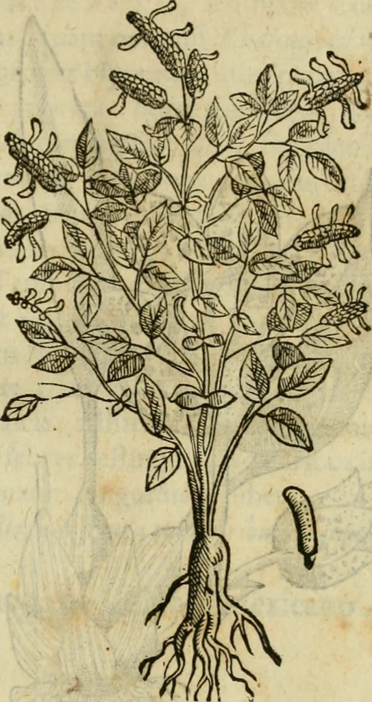 An illustration from Rerum medicarum Novae Hispaniae thesaurus, seu, Plantarum animalium mineralium Mexicanorum historia, 1651, leaf 310