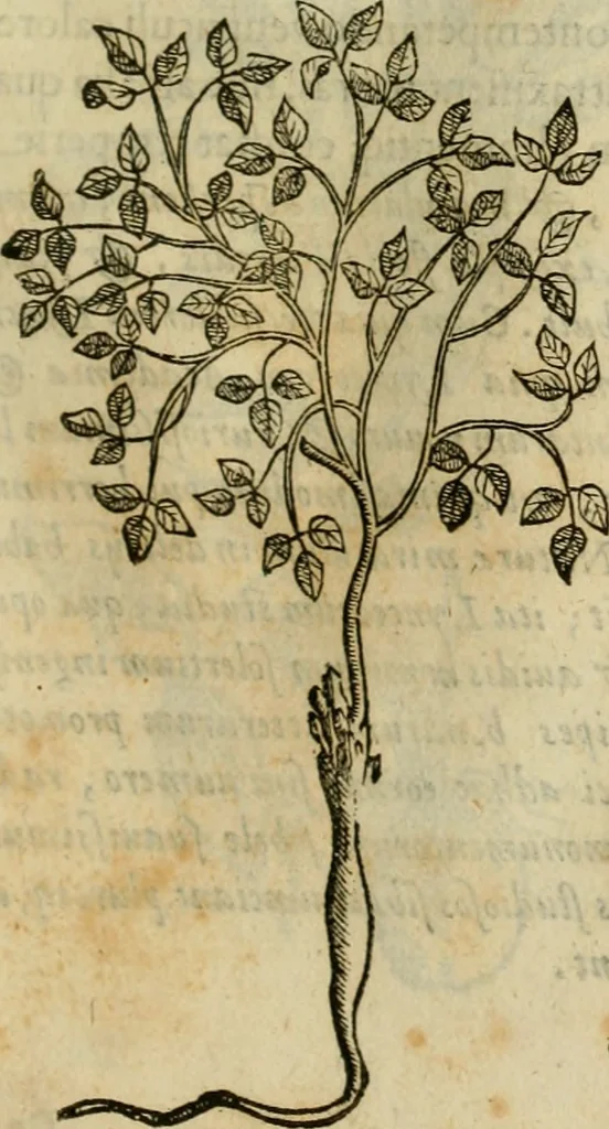 An illustration from Rerum medicarum Novae Hispaniae thesaurus, seu, Plantarum animalium mineralium Mexicanorum historia, 1651, leaf 310