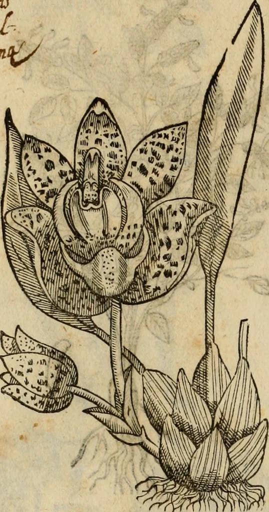 An illustration from Rerum medicarum Novae Hispaniae thesaurus, seu, Plantarum animalium mineralium Mexicanorum historia, 1651, leaf 311