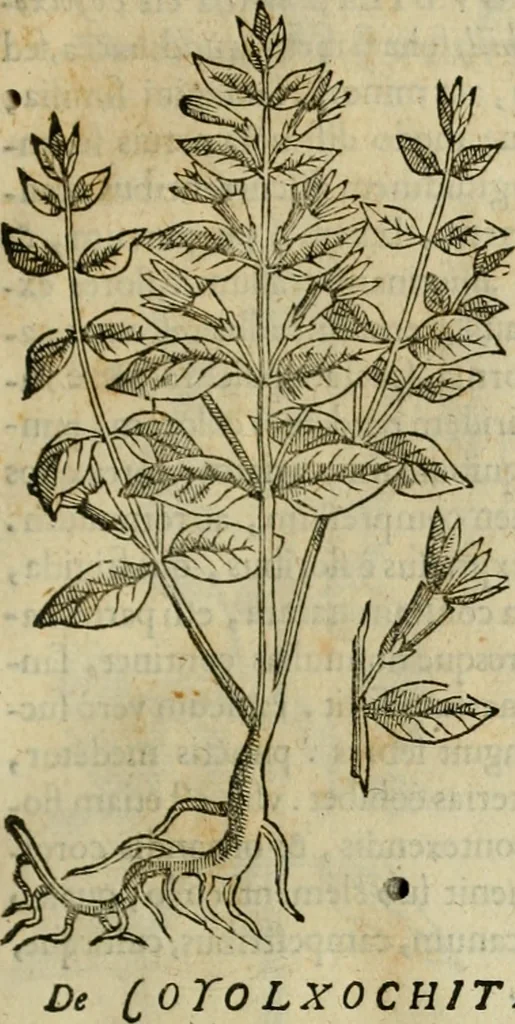 An illustration from Rerum medicarum Novae Hispaniae thesaurus, seu, Plantarum animalium mineralium Mexicanorum historia, 1651, leaf 312