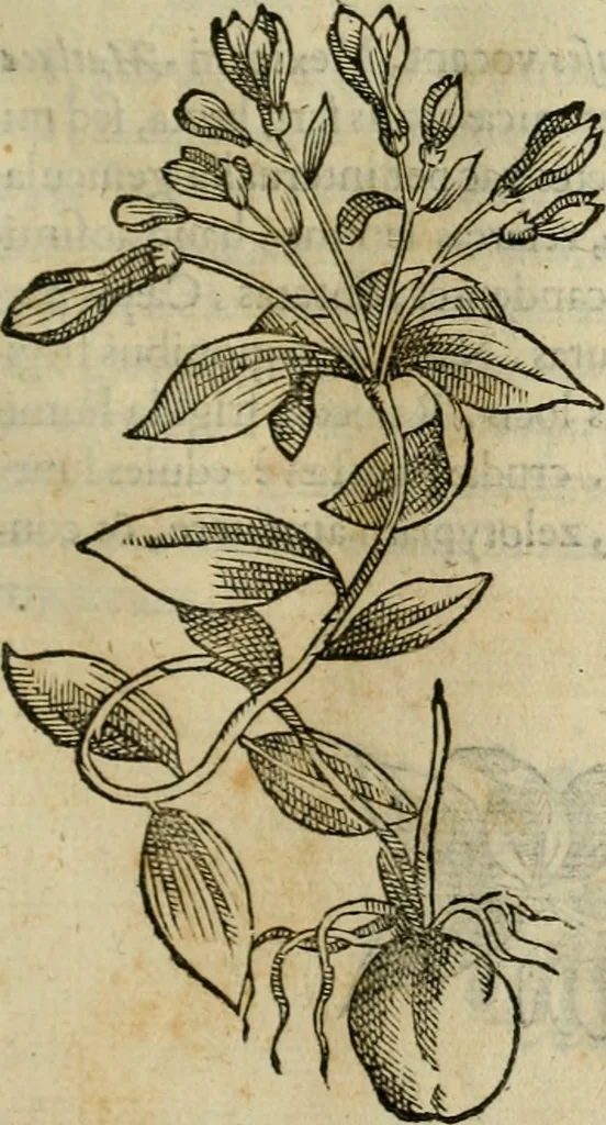 An illustration from Rerum medicarum Novae Hispaniae thesaurus, seu, Plantarum animalium mineralium Mexicanorum historia, 1651, leaf 312