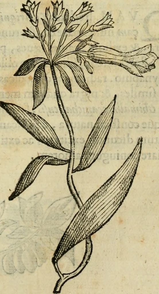 An illustration from Rerum medicarum Novae Hispaniae thesaurus, seu, Plantarum animalium mineralium Mexicanorum historia, 1651, leaf 312