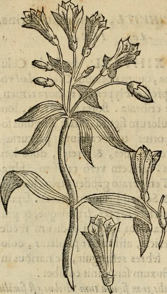 An illustration from Rerum medicarum Novae Hispaniae thesaurus, seu, Plantarum animalium mineralium Mexicanorum historia, 1651, leaf 313