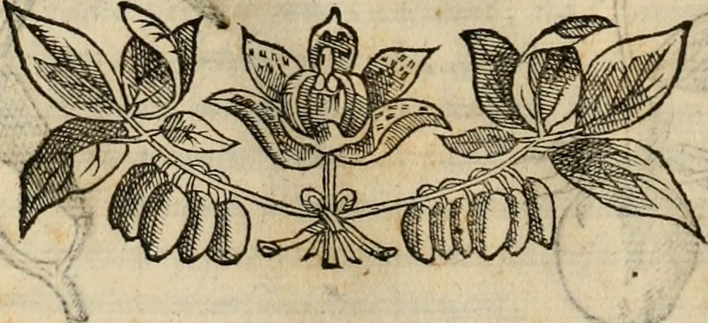 An illustration from Rerum medicarum Novae Hispaniae thesaurus, seu, Plantarum animalium mineralium Mexicanorum historia, 1651, leaf 313