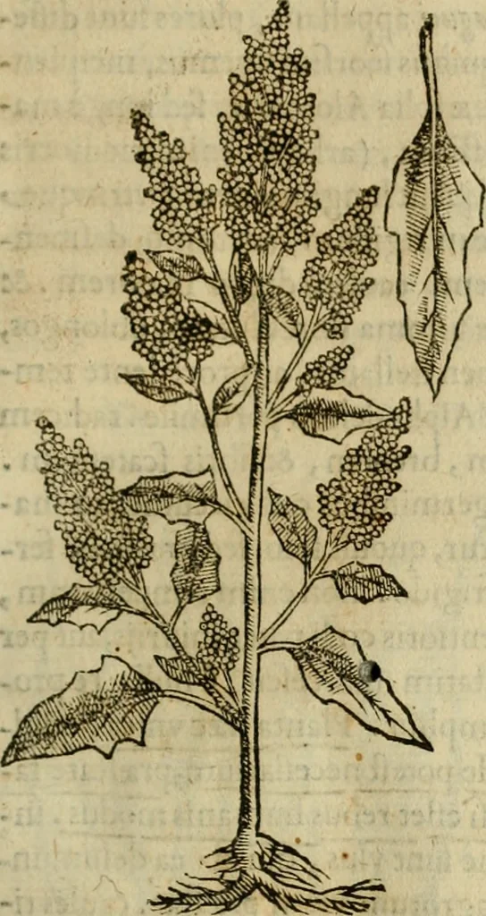 An illustration from Rerum medicarum Novae Hispaniae thesaurus, seu, Plantarum animalium mineralium Mexicanorum historia, 1651, leaf 314