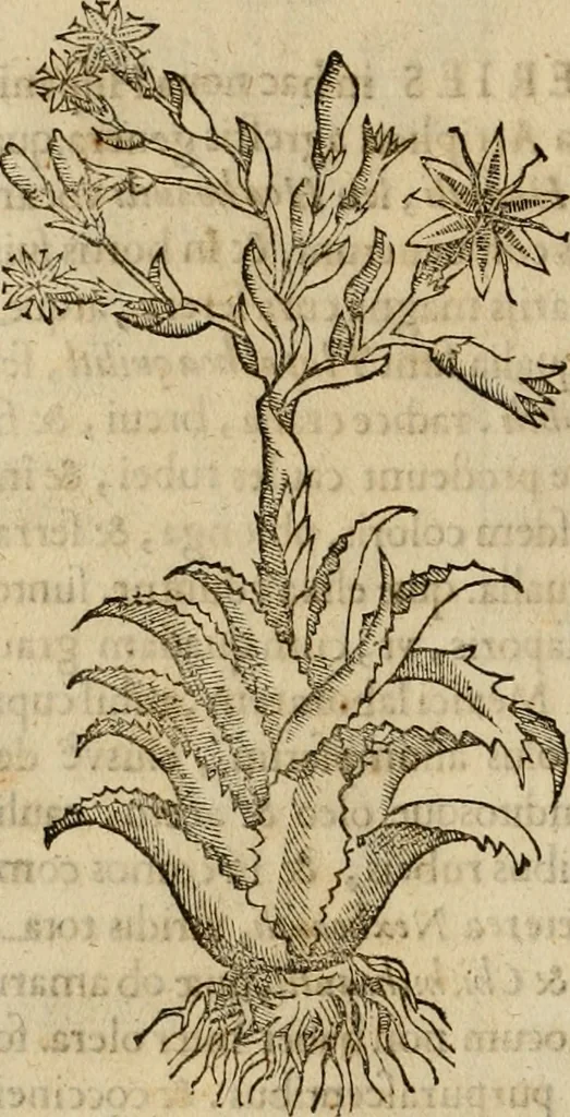 An illustration from Rerum medicarum Novae Hispaniae thesaurus, seu, Plantarum animalium mineralium Mexicanorum historia, 1651, leaf 315